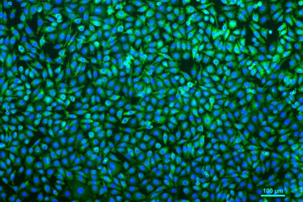 L929 cell line 2D culture with Rat tail collagen (10X)
